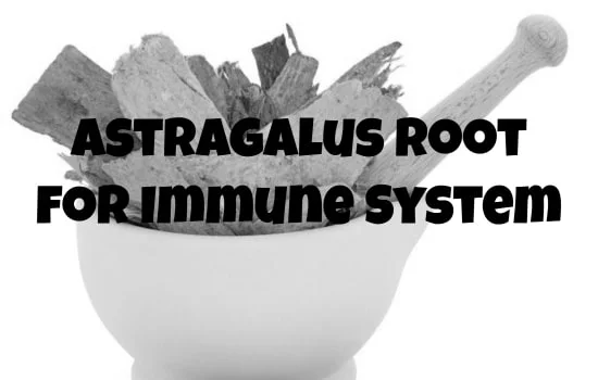 Astragalus Root